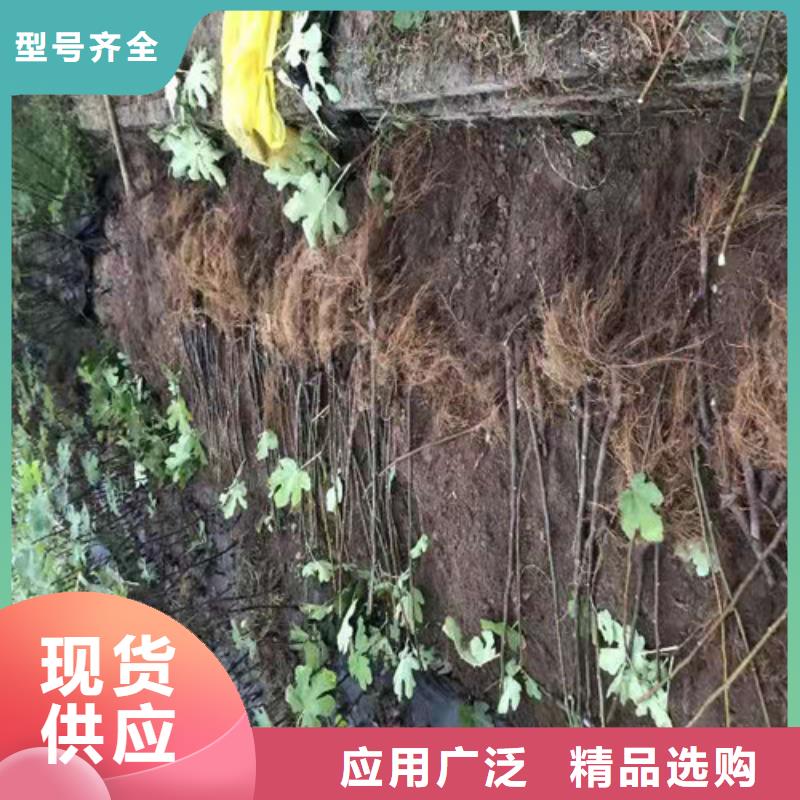 無花果葡萄苗質量優選