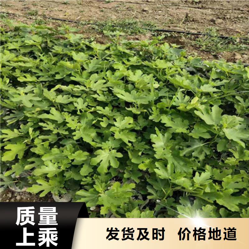 無花果【山楂樹苗】擁有多家成功案例