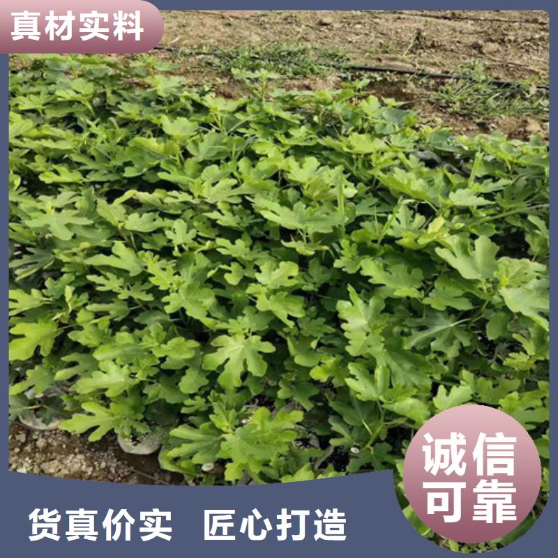 無花果杏苗免費寄樣