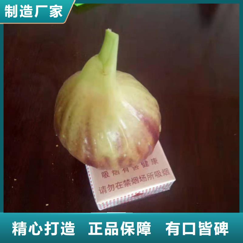 無花果大棚草莓苗好廠家有擔當