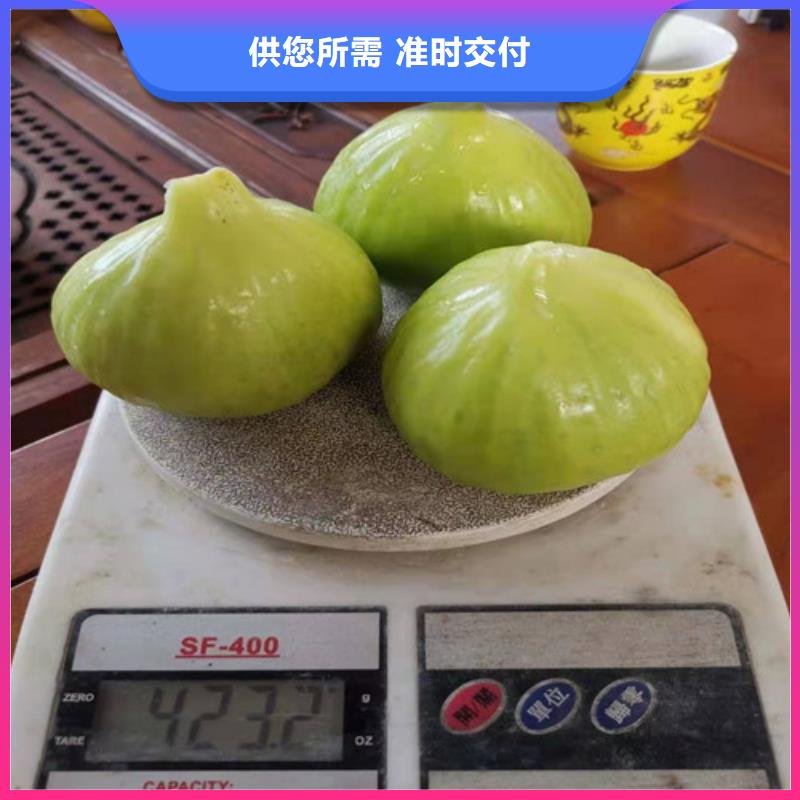 无花果薄壳板栗苗用心经营