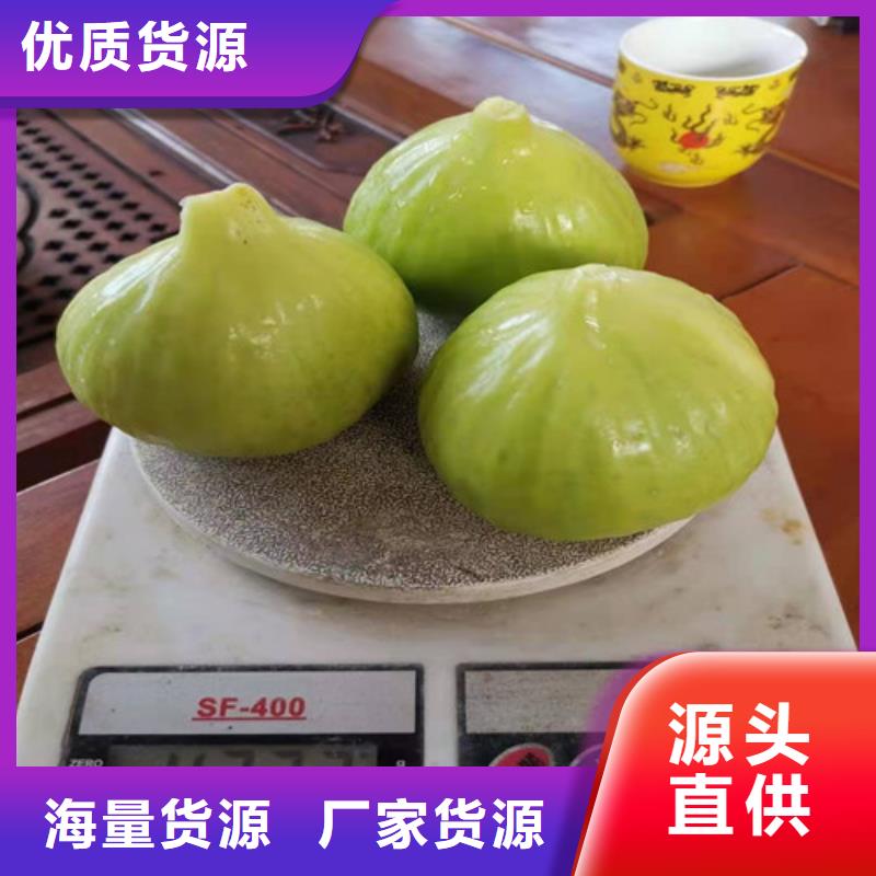 【無花果】水蜜桃苗專業(yè)供貨品質(zhì)管控