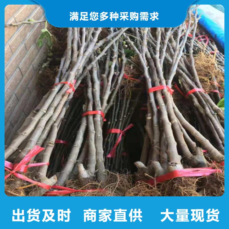 无花果薄壳板栗苗用心经营