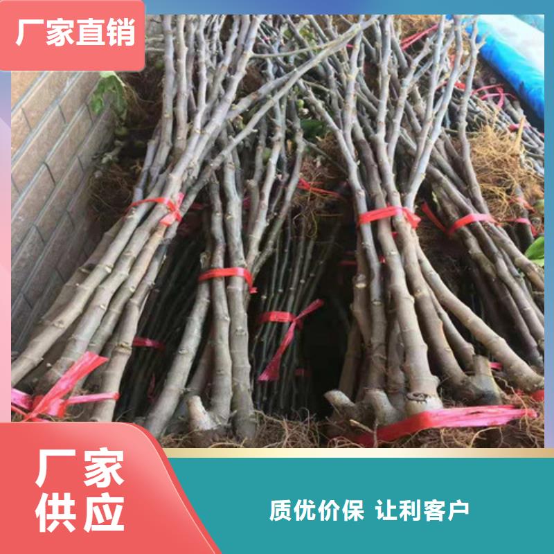 无花果薄壳板栗苗用心经营