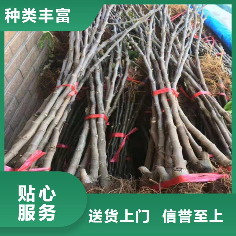 無花果【大棚草莓苗】生產加工