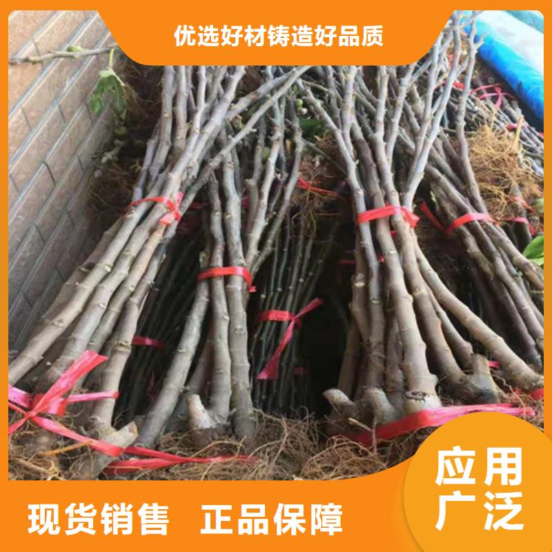 无花果葡萄苗性价比高