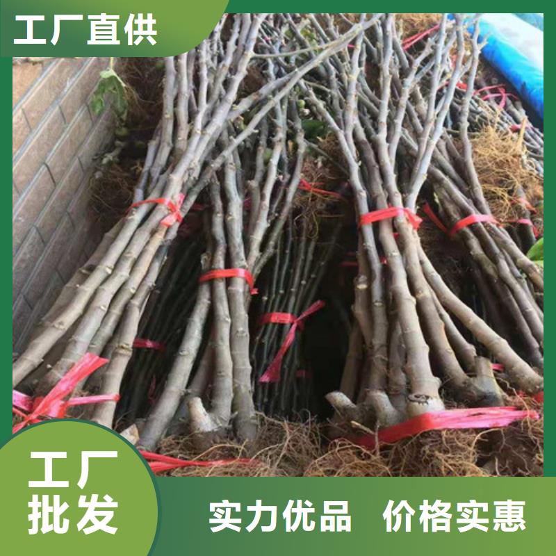 无花果-奥红一号多种款式可随心选择