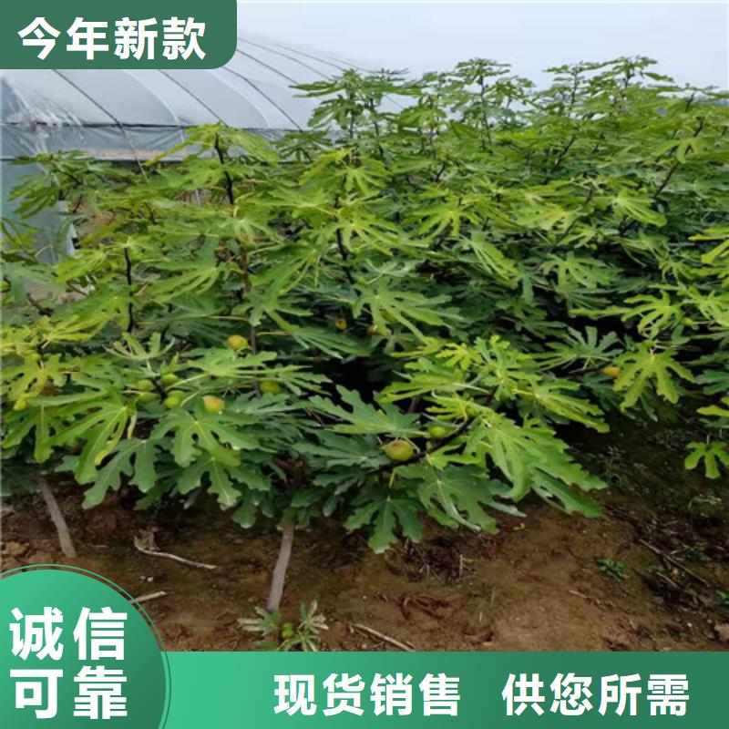 無(wú)花果薄殼板栗苗用心經(jīng)營(yíng)