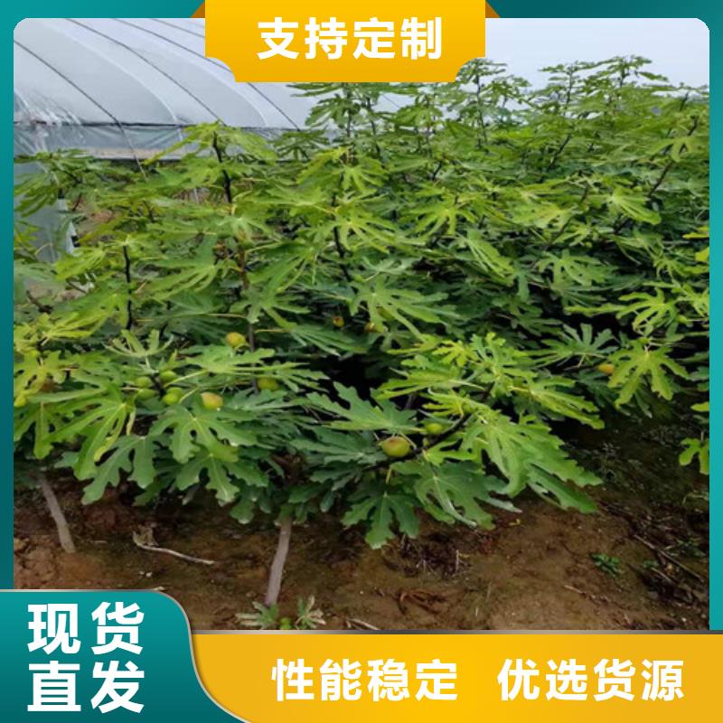 【無(wú)花果黃金蜜桃苗可接急單】