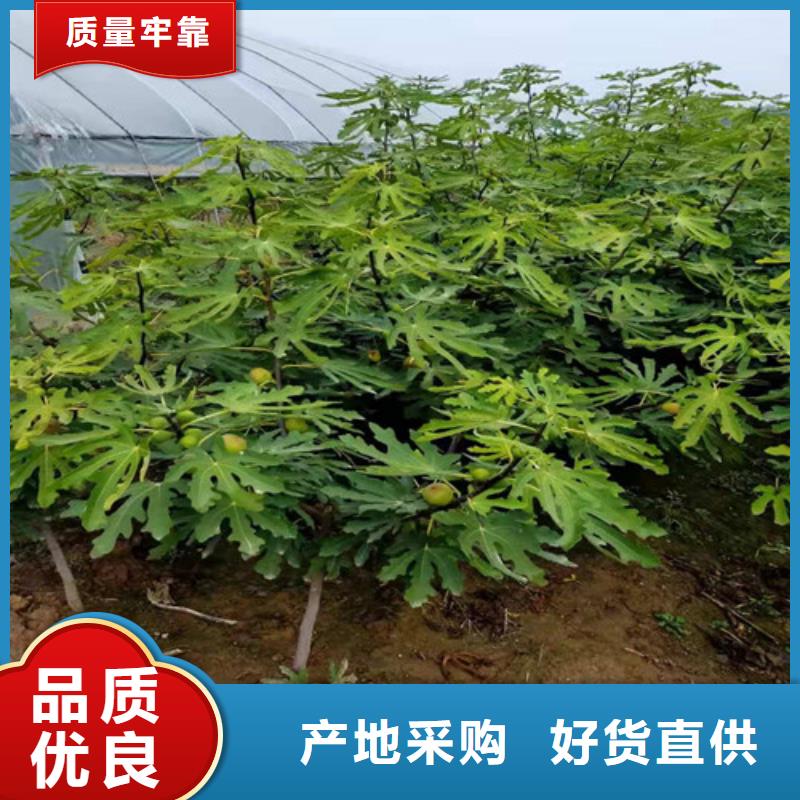 無花果【山楂樹苗】擁有多家成功案例