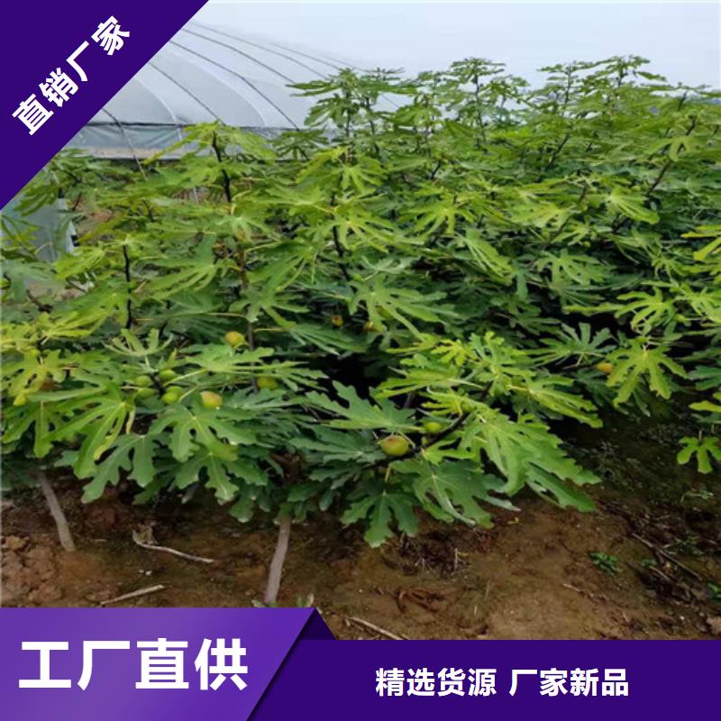 无花果-草莓苗敢与同行比质量