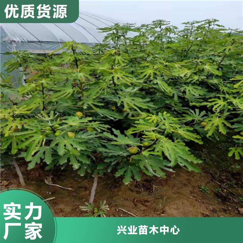 無花果-酥脆一號專注細節更放心