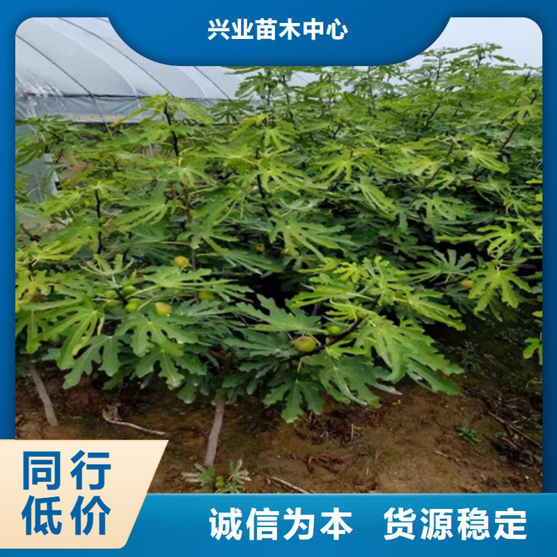 【無花果-藍莓苗專注生產(chǎn)N年】