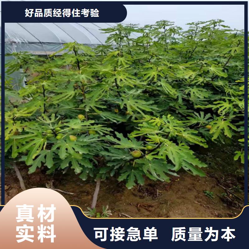 無花果,藍莓苗專業供貨品質管控