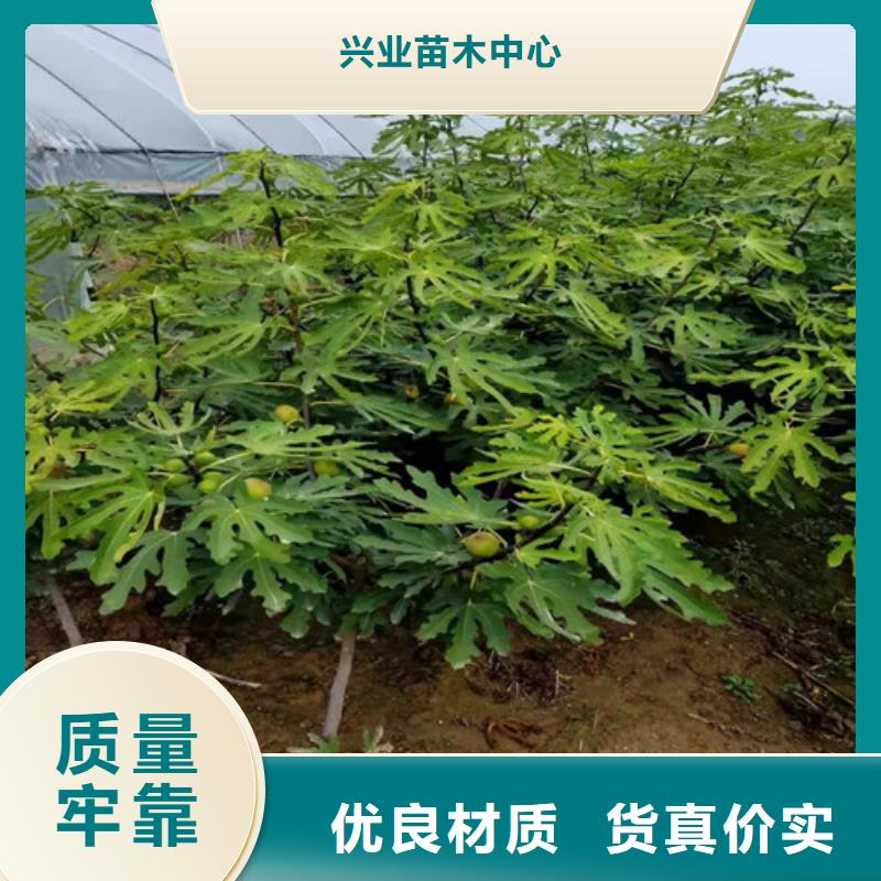 無花果【山楂苗】廠家型號齊全