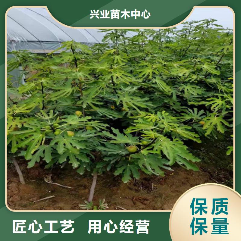 【無花果棗樹苗使用方法】