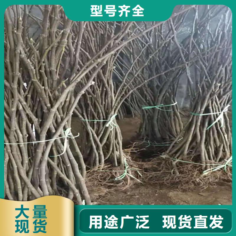 【無花果桃樹苗多年行業(yè)經(jīng)驗】