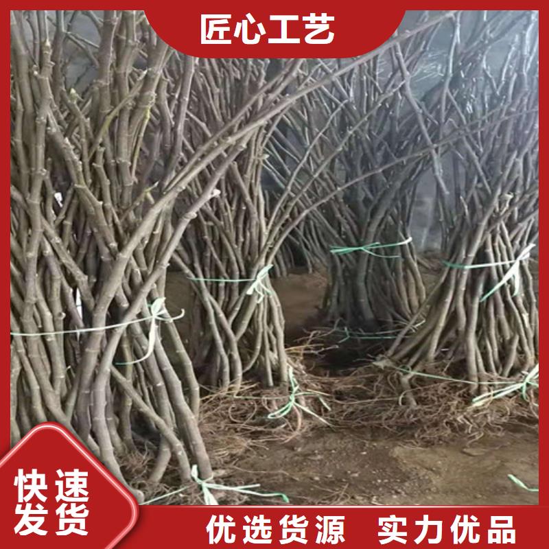 無花果-黃桃苗源廠定制