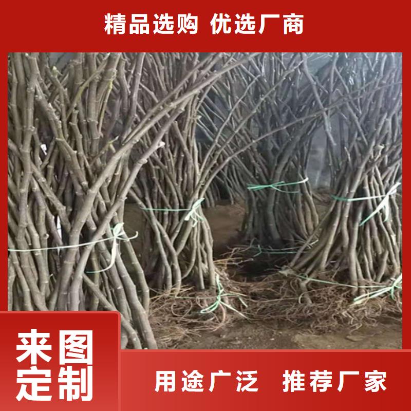 无花果板栗苗品质做服务