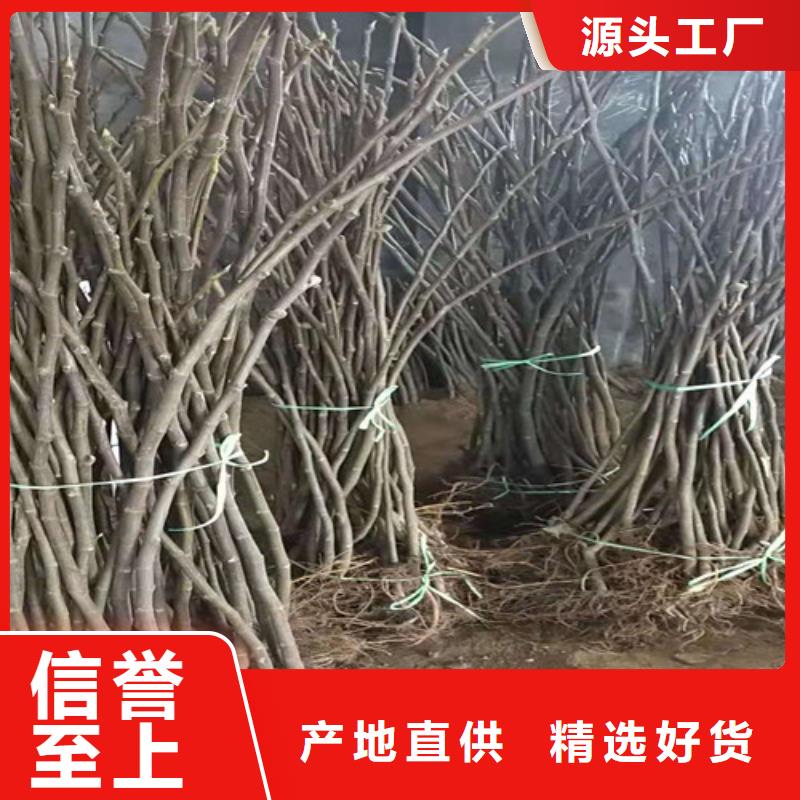 【無(wú)花果核桃苗根據(jù)要求定制】