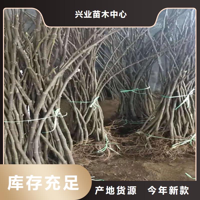 無花果蘋果苗工廠價格