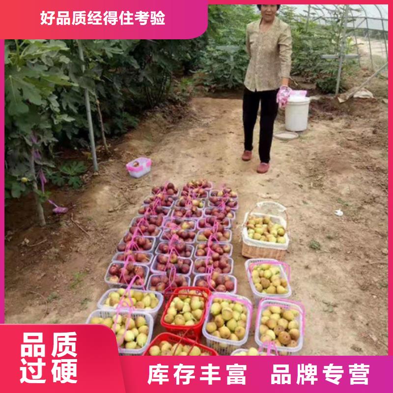 【无花果梨树苗实体厂家支持定制】