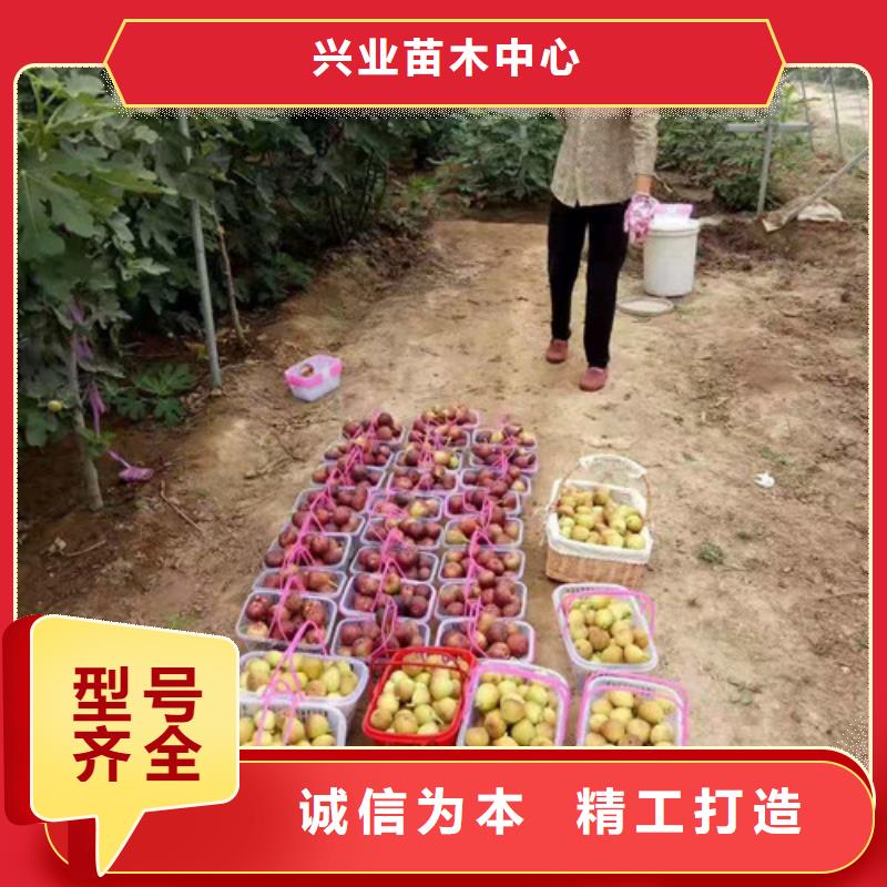 【無花果梨樹苗真材實料誠信經營】