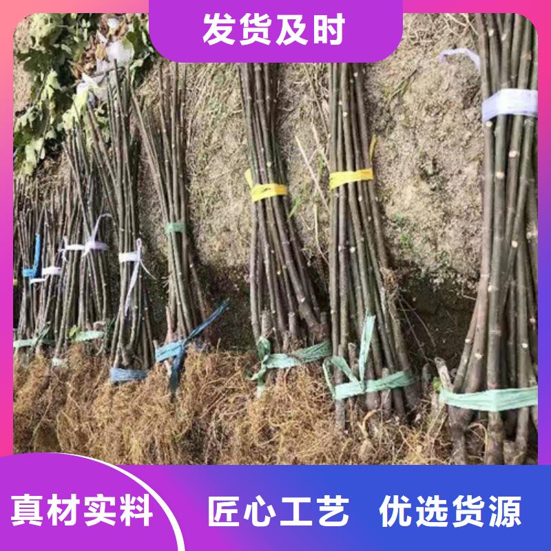 【無花果梨樹苗真材實料誠信經營】