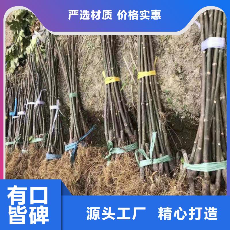 無花果【山楂樹苗】擁有多家成功案例