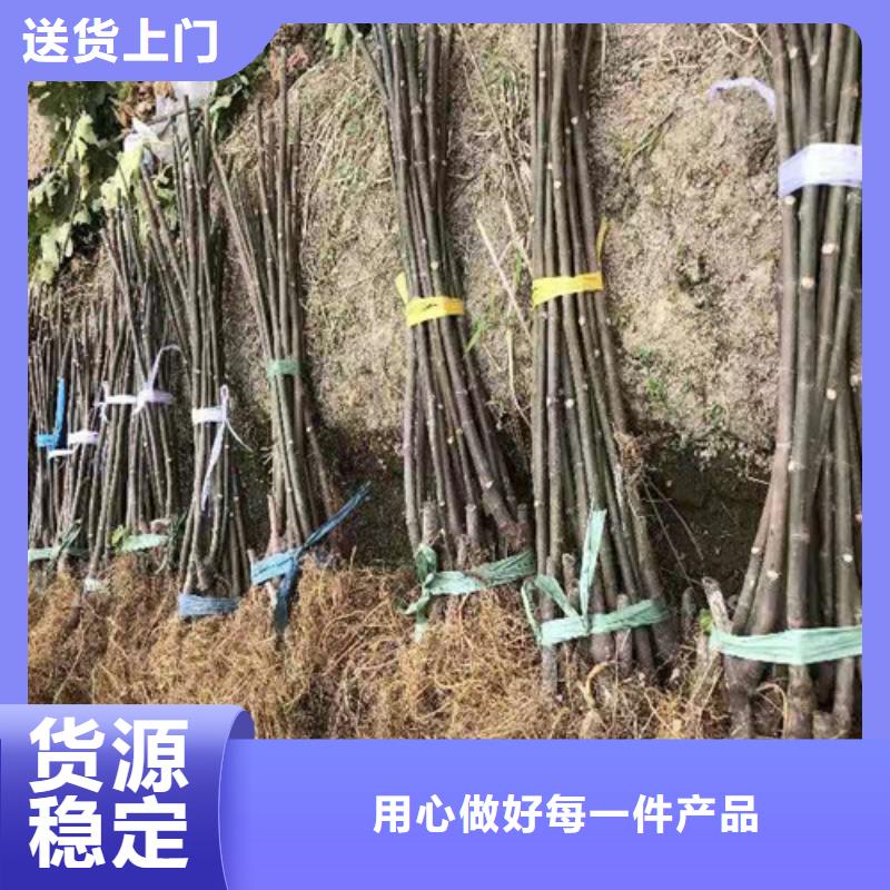 無花果【大棚草莓苗】生產(chǎn)加工