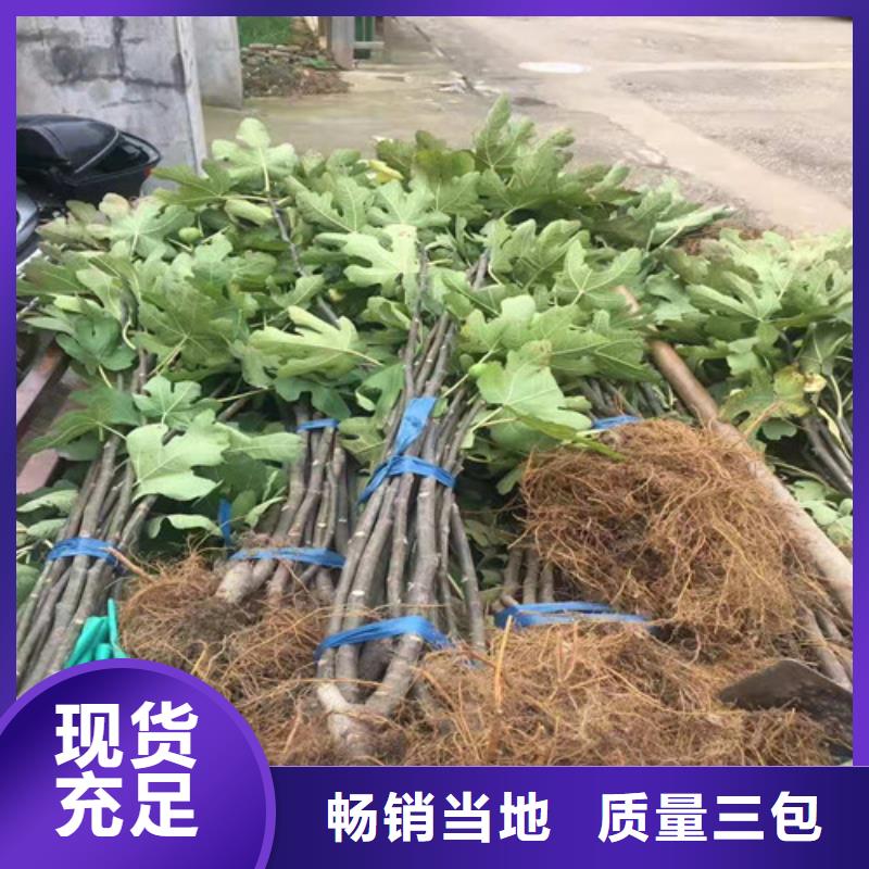 【無花果,梨樹苗品質可靠】