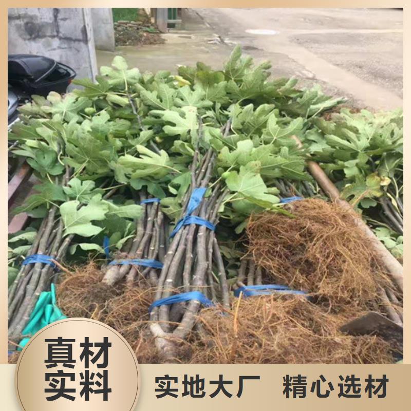 無花果黃桃苗好貨采購