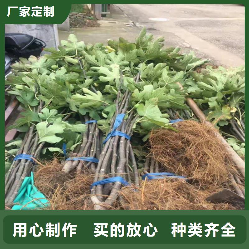 無花果,山楂苗敢與同行比價格