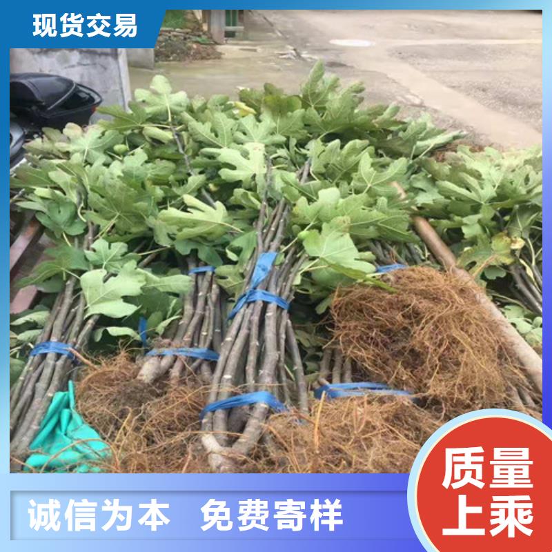 無花果梨樹苗供您所需