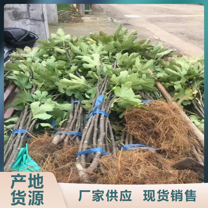 【无花果梨树苗实体厂家支持定制】