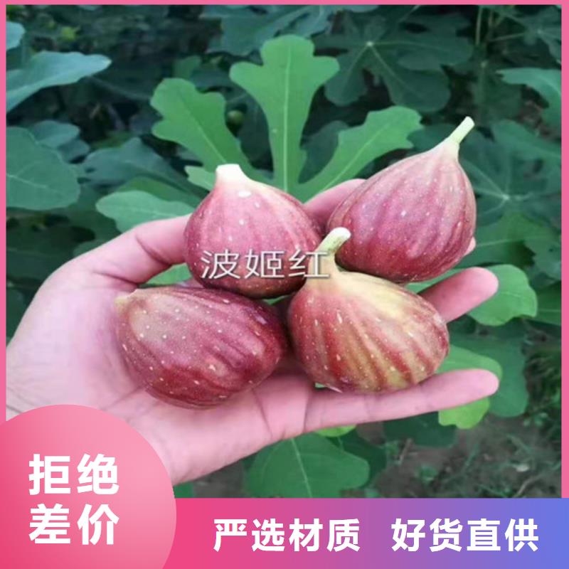 無花果薄殼板栗苗來圖加工定制