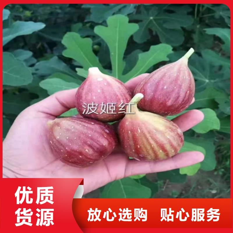 【無花果】水蜜桃苗專業(yè)供貨品質(zhì)管控