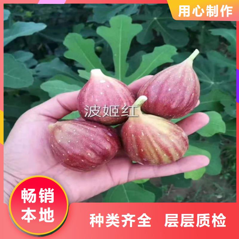 【無花果棗樹苗使用方法】