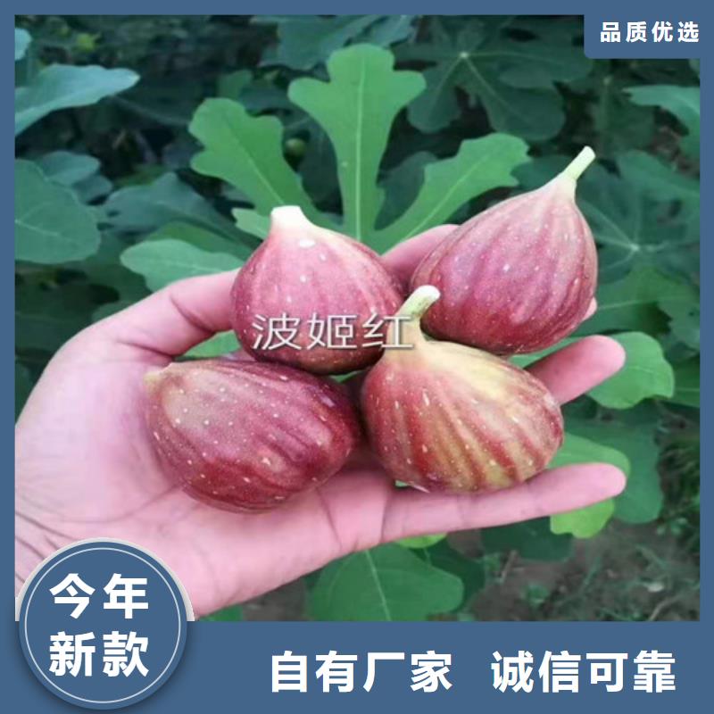 【無花果】梨樹苗48小時發貨