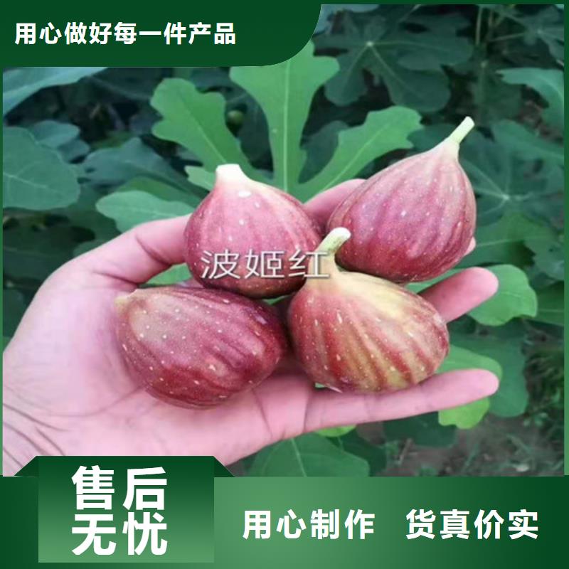 無(wú)花果大金星山楂苗保質(zhì)保量