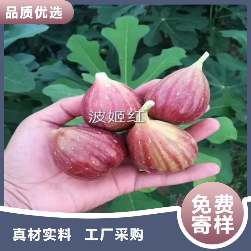 無花果杏苗免費寄樣