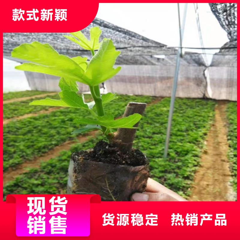 無花果大棚草莓苗好廠家有擔當