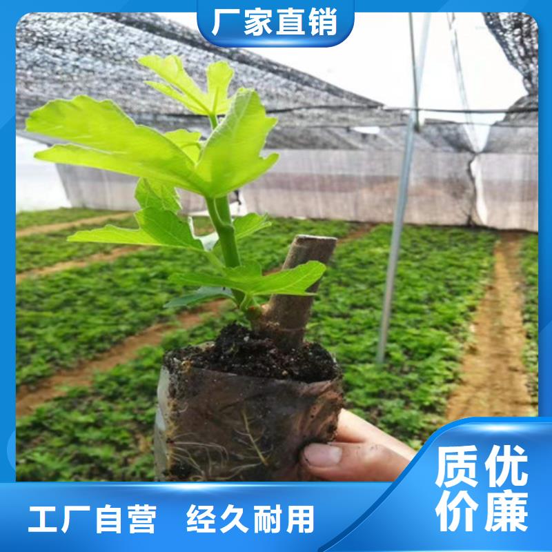 【无花果大棚草莓苗支持加工定制】