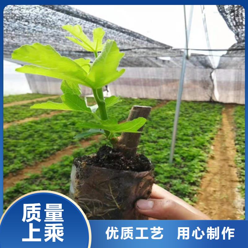 無花果_【大棚草莓苗】實力公司