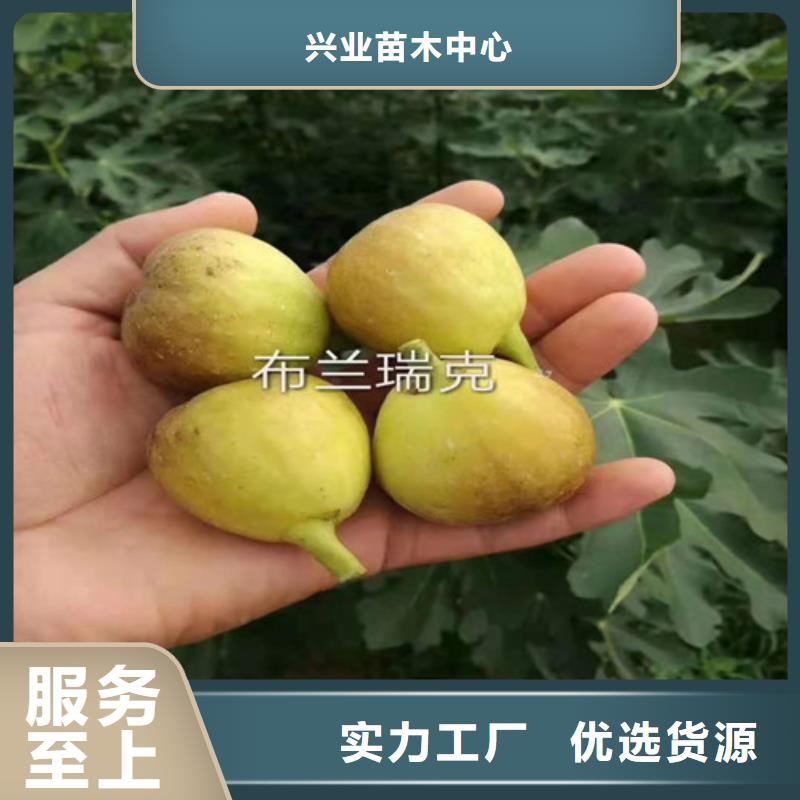 無花果-黃桃苗源廠定制