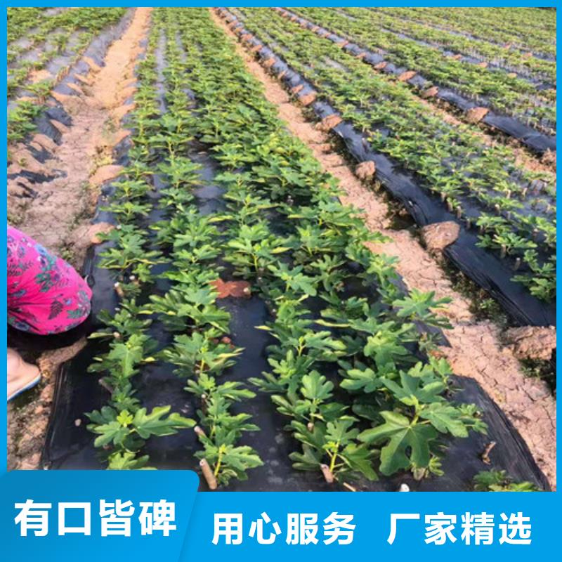 無花果櫻桃樹苗量大更優惠