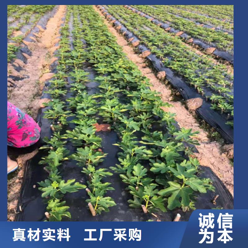 無花果,板栗樹使用方法