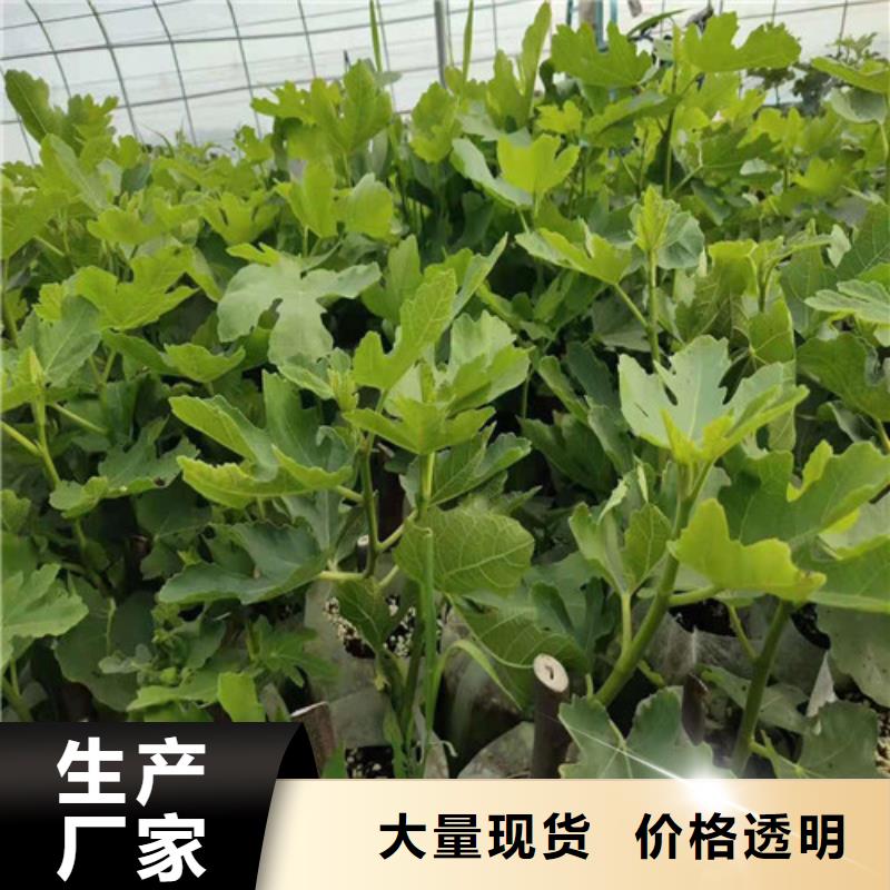 無花果【大棚草莓苗】生產加工