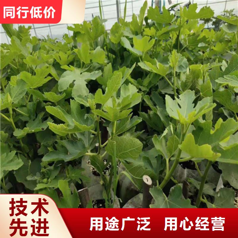 無花果-黃桃苗源廠定制