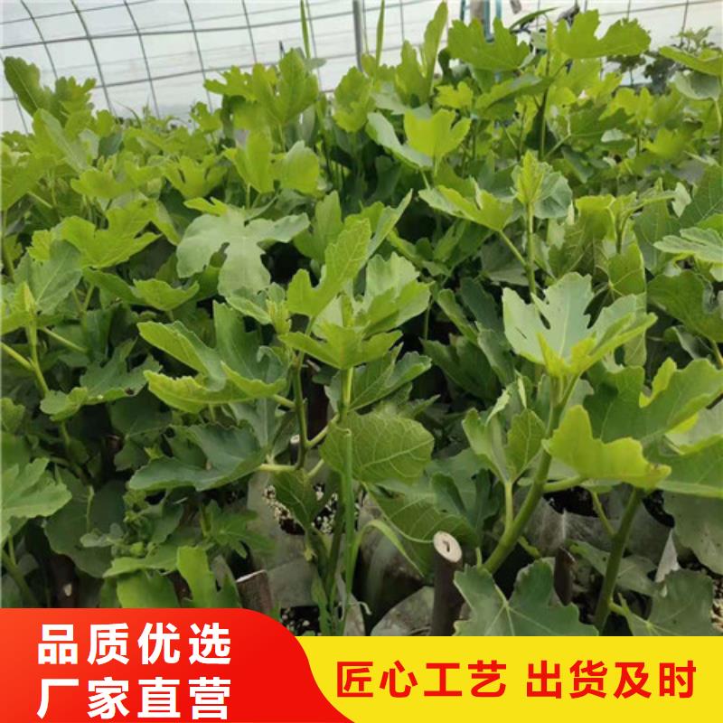 無花果-【蘋果苗】專注品質